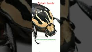 WHAT IS GOLIATH BEETLES PREY [upl. by Sadirah]