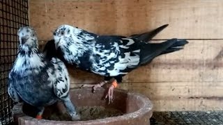 Nagercoil pigeon amp Best breed pigeons  Best Flying pigeons breeder [upl. by Rogerio]