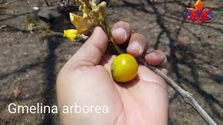 Gmelina arborea flower and fruit [upl. by Rukna]