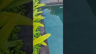 Kayangan Villa Ubud Bali shorts bali ubud village villa walkthrough staycation [upl. by Ecienal]