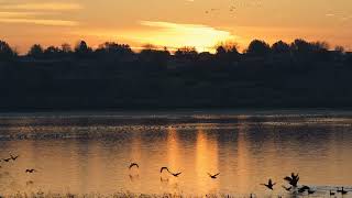 Sunrise Moses Lake Heron and Geese [upl. by Tocs]