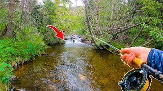 Fly Fishing a Small Creek LOADED with Trout [upl. by Aicen667]