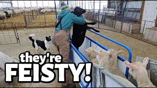 These ewe lambs are FEISTY and theyre putting on quite the show  Vlog 758 [upl. by Dennis]