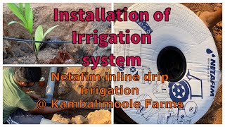 How to install inline drip irrigation system  Netafim Inline dripping for Areca  ಹನಿ ನೀರಾವರಿ [upl. by Ahsein255]