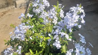 How to care plumbago flowering plant चित्रक plant पे ज्यादा फ्लॉवरींग कैसे पाये⚘🌺🌻 [upl. by Netneuq]