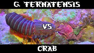 Gonodactylaceus Ternatensis VS Crab [upl. by Neona]