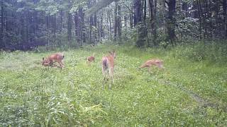 Deer fawn running in circles Tribute to MOMS [upl. by Ellehcrad807]