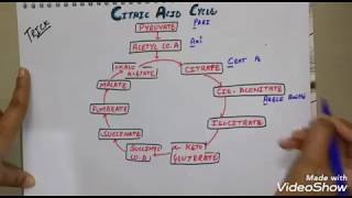 Citric acid cycle krebs cycle trick in hindi trickforkrebscycle [upl. by Yves887]