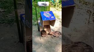 Create Quail Traps Using cardboard shorts Quail trap [upl. by Noirred]