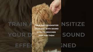 Train Your Dog to Stay Calm with Sound Desensitization 🐾  Dog Training Tips shorts [upl. by Chryste]