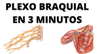 Plexo Braquial en 3 Minutos [upl. by Eidoow364]