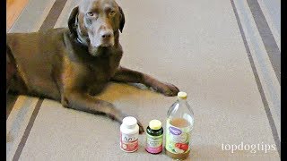 How to Make Dog UTI Home Remedy Budgetfriendly [upl. by Noivax]