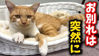 隣町に捨てられて自力で帰って来た猫と突然のお別れになってしまいました [upl. by Hawger496]