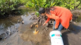 Catching Huge Mud Crabs at Swamp after Water Low Tide  Fishing Video [upl. by Eiramaliehs127]