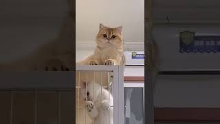 Jealous Cat’s Hilarious Plea for Attention 😂😸 shorts mustwatch cat adorablepets [upl. by Hollis]