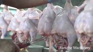 Manual Evisceration for Chicken Processing and Slaughterhouse [upl. by Ahcarb]