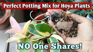 Hoya Plant Care Potting Mix All I Do to Make Potting Mix for Hoya Plants [upl. by Jereme]