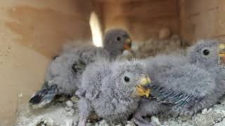 Red Rump Parrot Babies Part 1 [upl. by Laurens716]