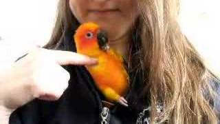 Atesh the Sun Conure talking [upl. by Ronile]