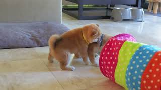 Koda plays a lot with her younger sister Naali puppy puppies shiba xirana [upl. by Derwin]