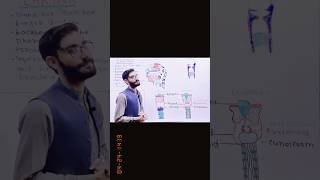 Anatomy and Physiology of the Larynx  Laryngeal Cartilagesanatomy viralvideo biology ❤️😊 [upl. by Yrroc]