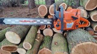 Husqvarna 372xp cuts huge oak [upl. by Aserat]