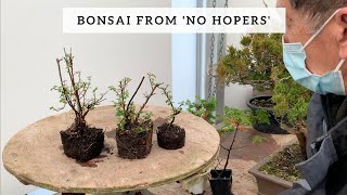 Bonsai from No Hopers [upl. by Draned]