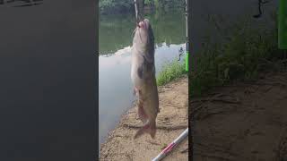 Epic Night Of Catfishing  Multiple Catches fishing catfish catchandrelease powerbait shorts [upl. by Eceertal]