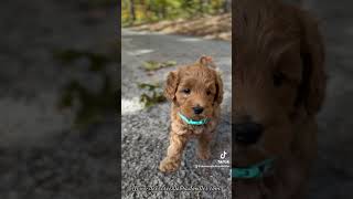 Mini Doodles searching for their home newpuppy doodlepup goldendoodle labradoodle [upl. by Arbma]