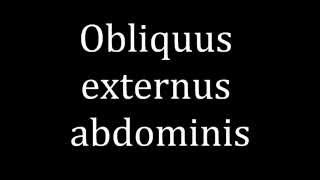 How to pronounce Obliquus externus abdominis [upl. by Chenay]