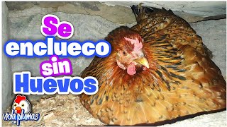 Gallina se enclueco SIN TENER HUEVOS 🐔 Les presento a mis gallinas pollitos y gallos 🐓 [upl. by Daniyal]