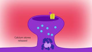 Reading calcium to write memories the importance of CaMKII autophosphorylation [upl. by Gilli915]