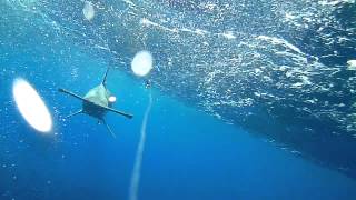 Gold Coast Hammerhead Shark caught on Waterwolf camera [upl. by Nohpets]