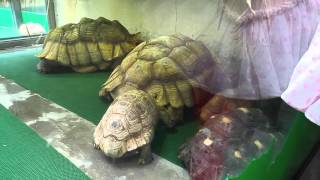 Spurred Tortoise Geochelone sulcata [upl. by Ecnav]