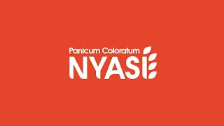 Panicum Coloratum Nyasi® Peman [upl. by Standice883]