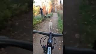 Shuswap Fire Damaged Trails dogs mtb bcparks bikejore [upl. by Karla]