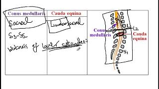 USMLE ACE Video 206 Spinal Cord Anatomy  Conus Medullaris Cauda Equina and Reflex Levels [upl. by Aluap]