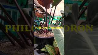 philhodendron tanaman hias yang lagi hits [upl. by Shamma]