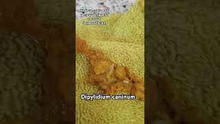 Dipylidium caninum o Tenia de perro 🐕 Parasitos Parasitologia microbiología [upl. by Larner]