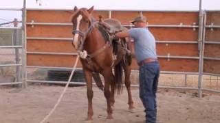 Wild Mustang Horse Training  How to place saddle on wild horse [upl. by Ardnuahsal]