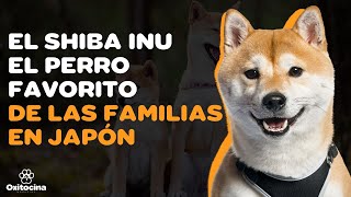 9 COSAS QUE DEBES SABER SOBRE EL SHIBA INU [upl. by Zakarias]