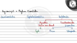 Fill in the blanks \ \mathrmP \ Vertebrata W  1 asubphylum bchondrichthyes costeicht [upl. by Kraska]