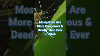 Mosquitoes Are More Dangerous amp Deadly Than Ever in 2024 mosquito mosquitoes Dangerous deadly [upl. by Anilatsyrc683]