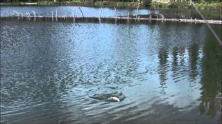 Fly Fishing at Lodgepole Lake [upl. by Norak]