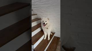 Samoyed Dog Chilling on Staircase ☺️ [upl. by Wildermuth]