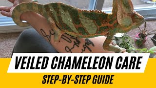 How To Take Care Of A Veiled Chameleon [upl. by Stelmach702]