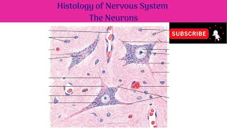 Histology of Nervous system  Neurons  Structure  Functions  Myelination  Classifications [upl. by Nner273]