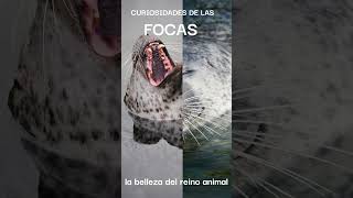 FOCAS  LA BELLEZA DEL REINO ANIMAL [upl. by Idac]