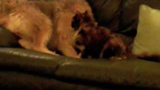 Rocky the Otterhound Otterhounds and cats [upl. by Nived]