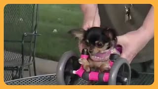 BeeBee the Chihuahua  AMAZING Wheelchair Dog [upl. by Worra]